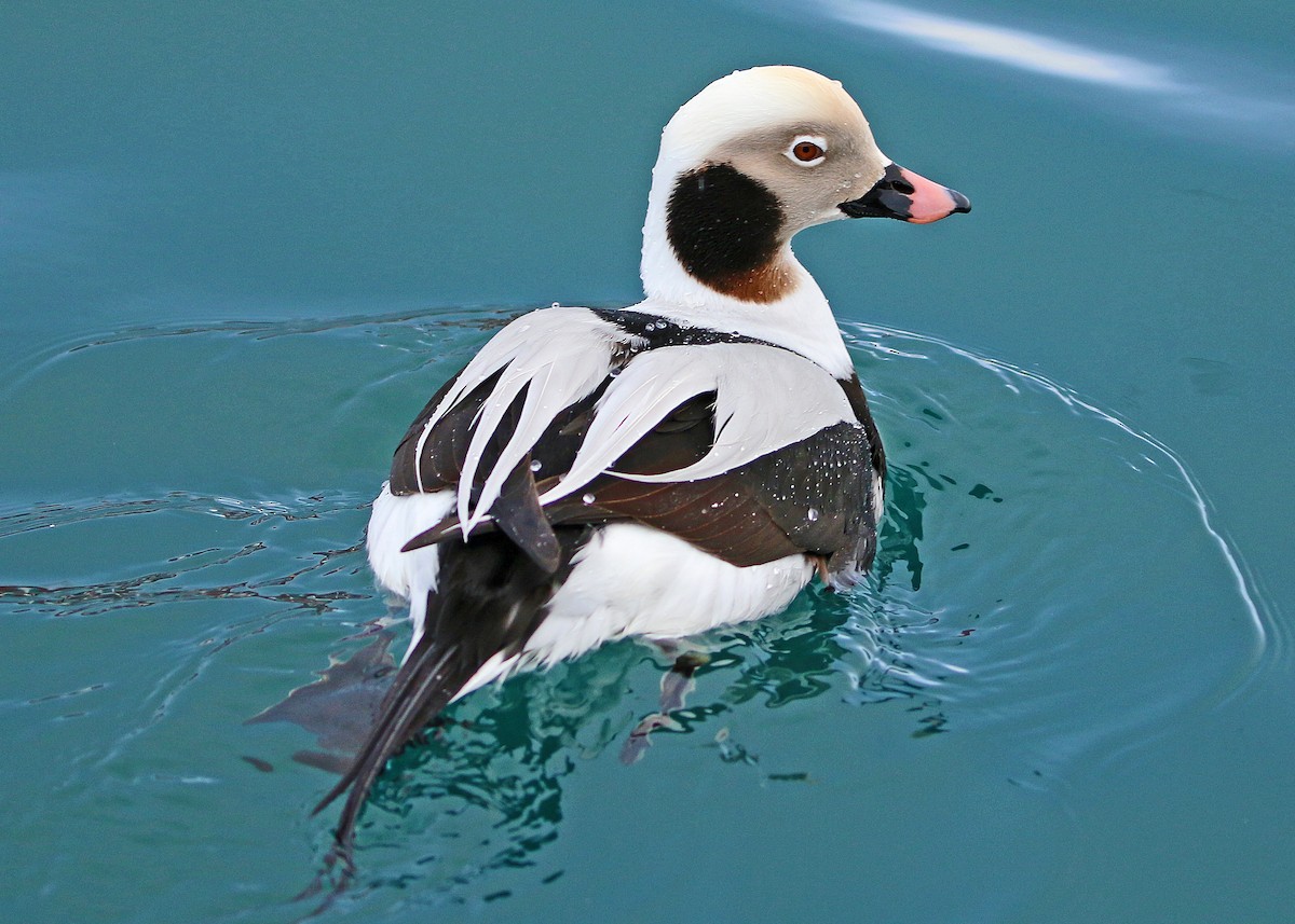 Long-tailed Duck - Piet Pomp