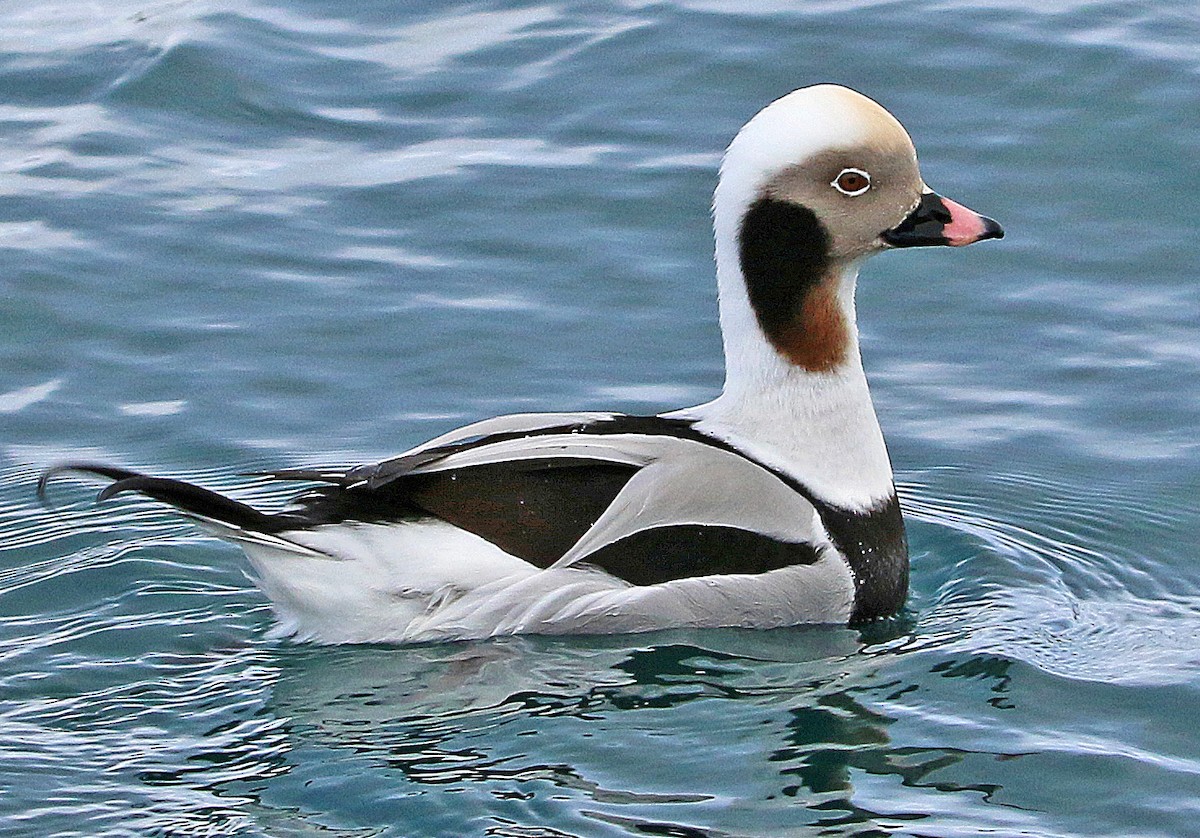 Long-tailed Duck - ML204441091
