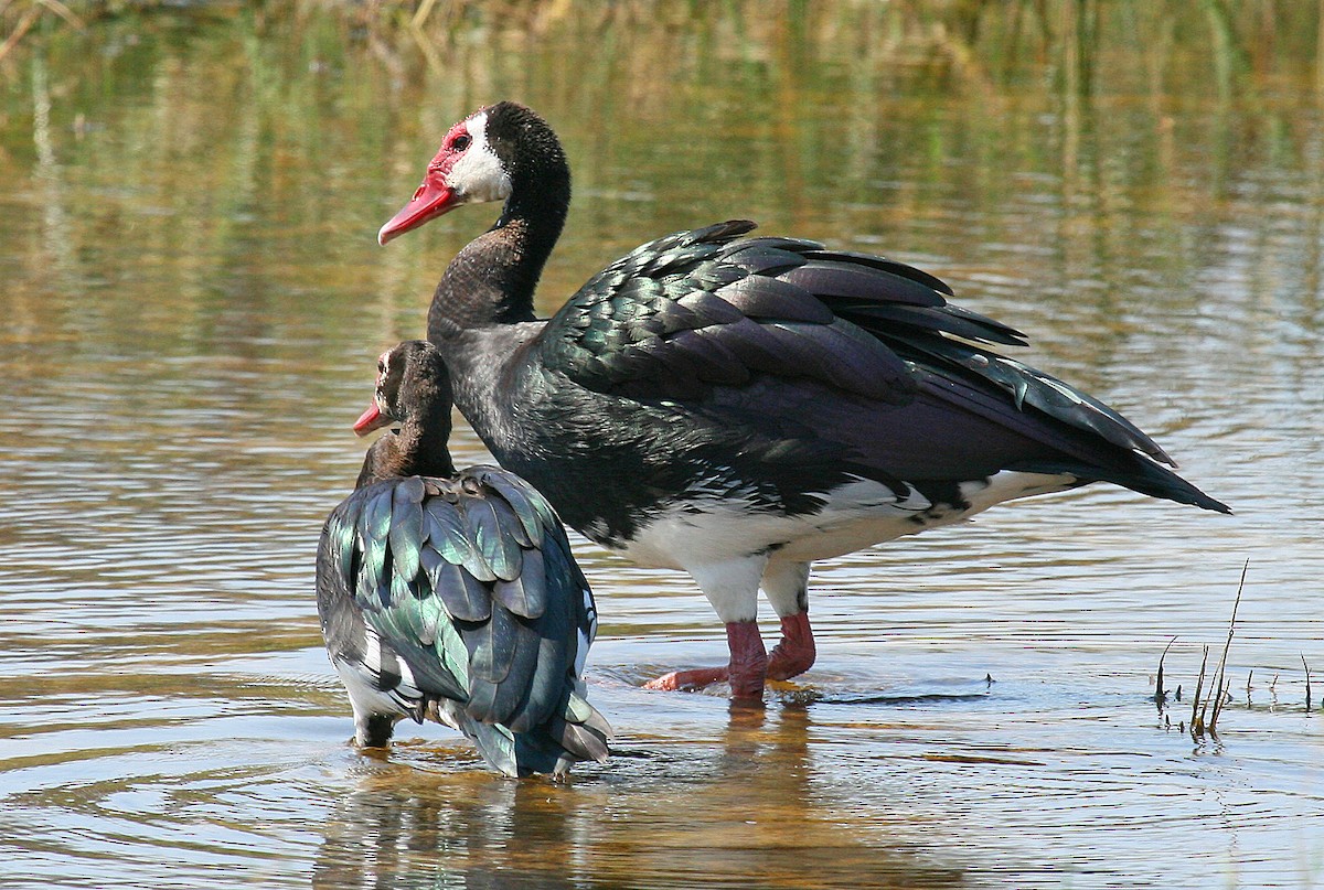 Spur-winged Goose - ML204441121
