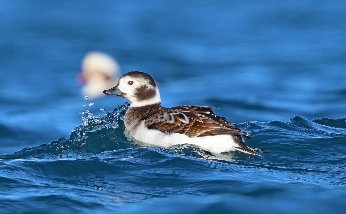Long-tailed Duck - ML204441201