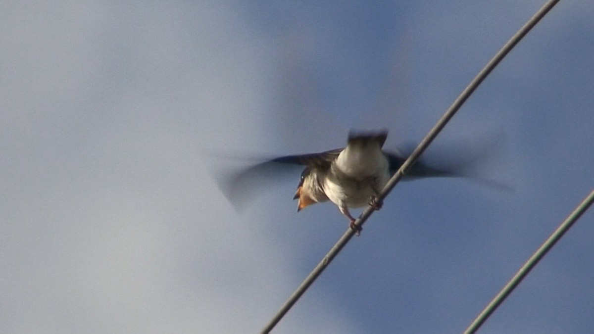 Chilean Swallow - Joe Angseesing