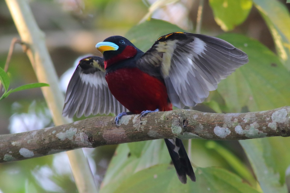 Black-and-red Broadbill (Black-and-red) - ML204441891