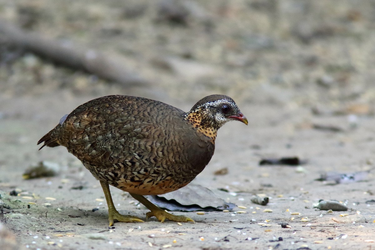 Scaly-breasted Partridge (Green-legged) - ML204441941