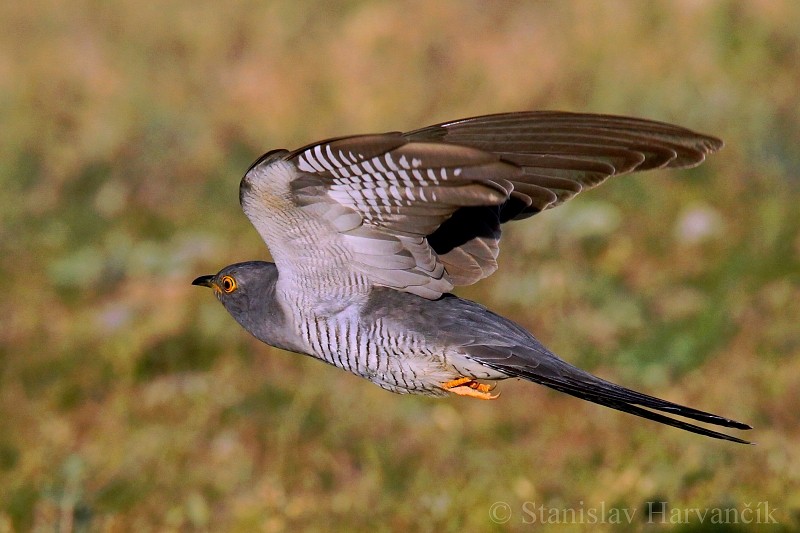 Common Cuckoo - ML204442541