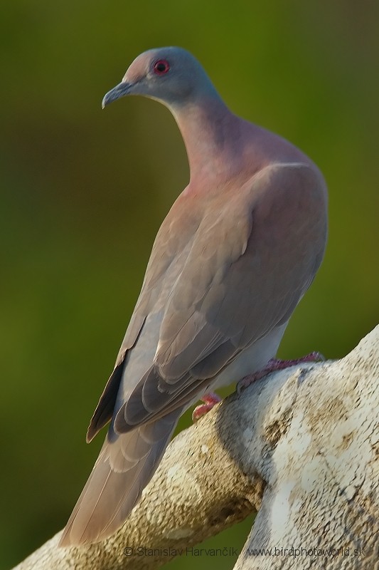 Pale-vented Pigeon - Stanislav Harvančík