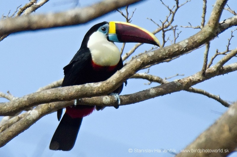 White-throated Toucan (Red-billed) - ML204443121