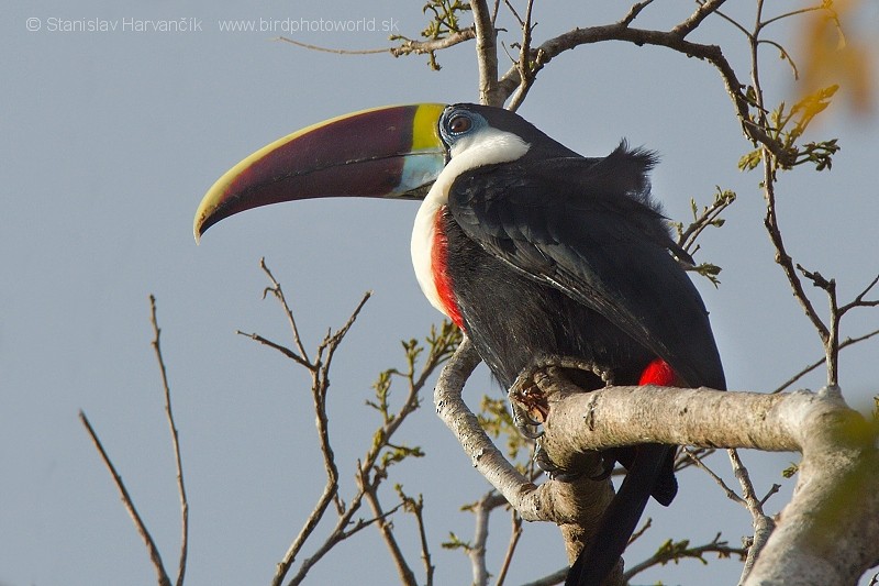White-throated Toucan (Red-billed) - ML204443131