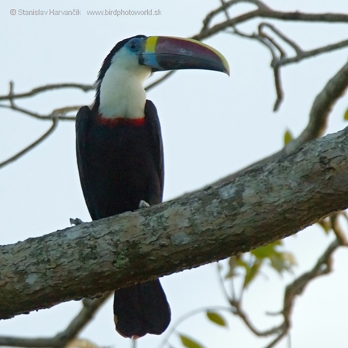 White-throated Toucan (Red-billed) - ML204443141