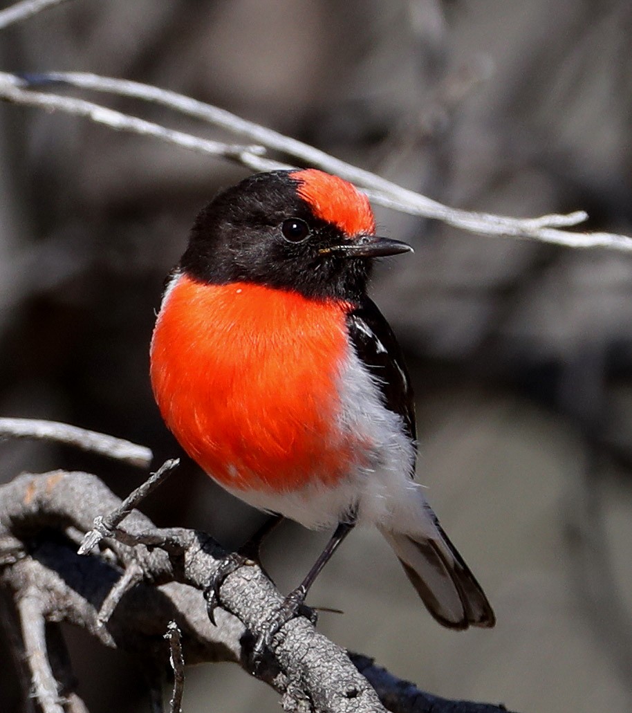Red-capped Robin - Hal and Kirsten Snyder