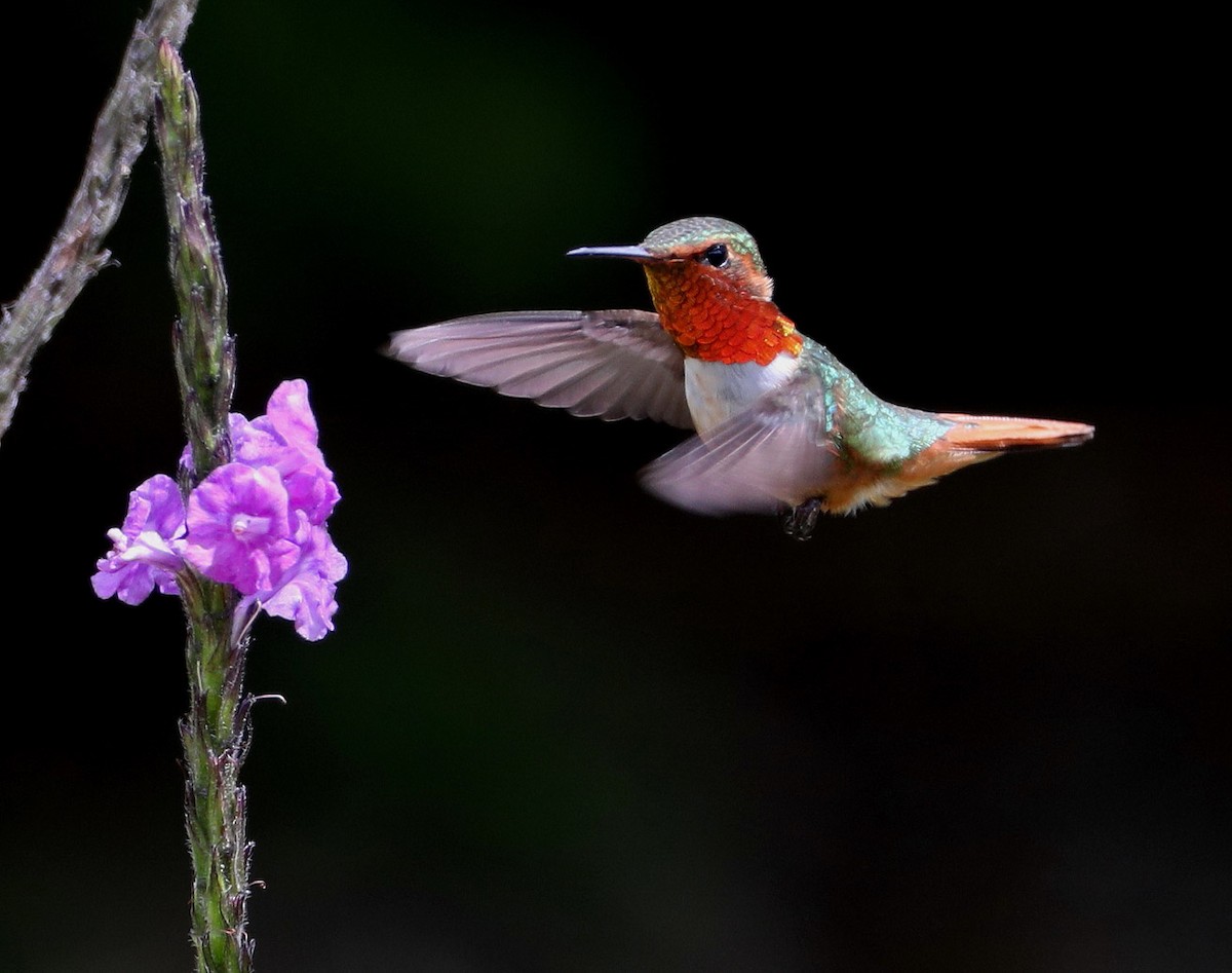 Volcano Hummingbird (Rose-throated) - Hal and Kirsten Snyder