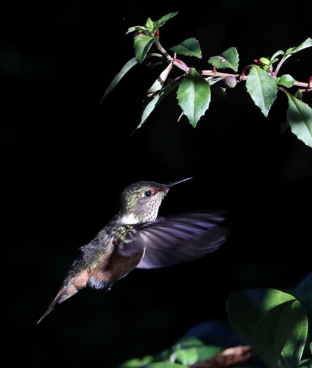 Volcano Hummingbird (Rose-throated) - Hal and Kirsten Snyder