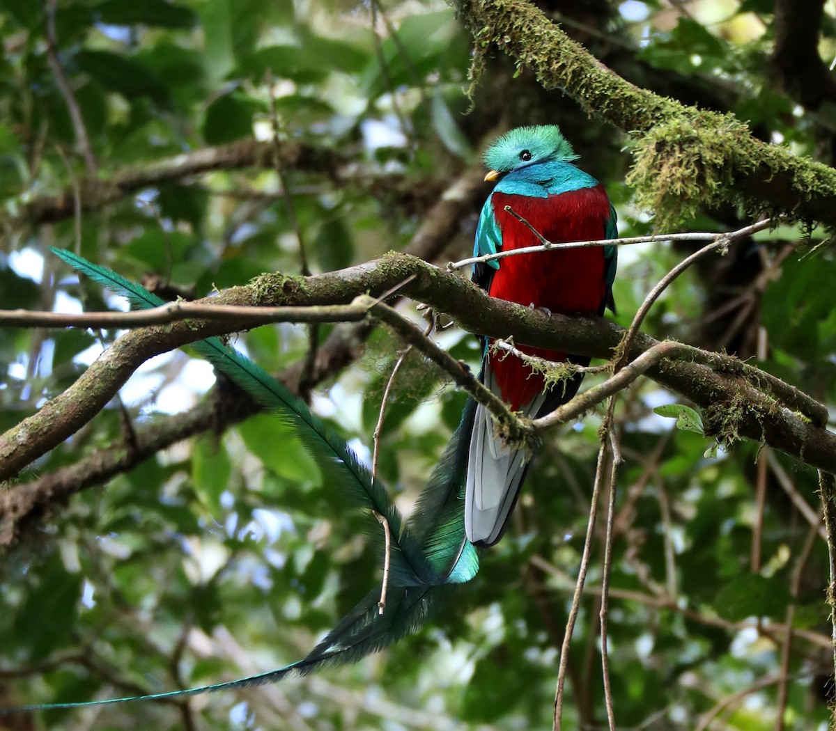 Resplendent Quetzal (Costa Rican) - Hal and Kirsten Snyder