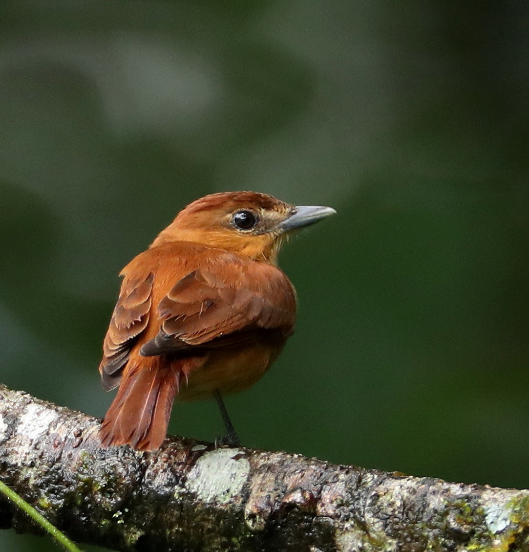 Rufous Mourner - Hal and Kirsten Snyder