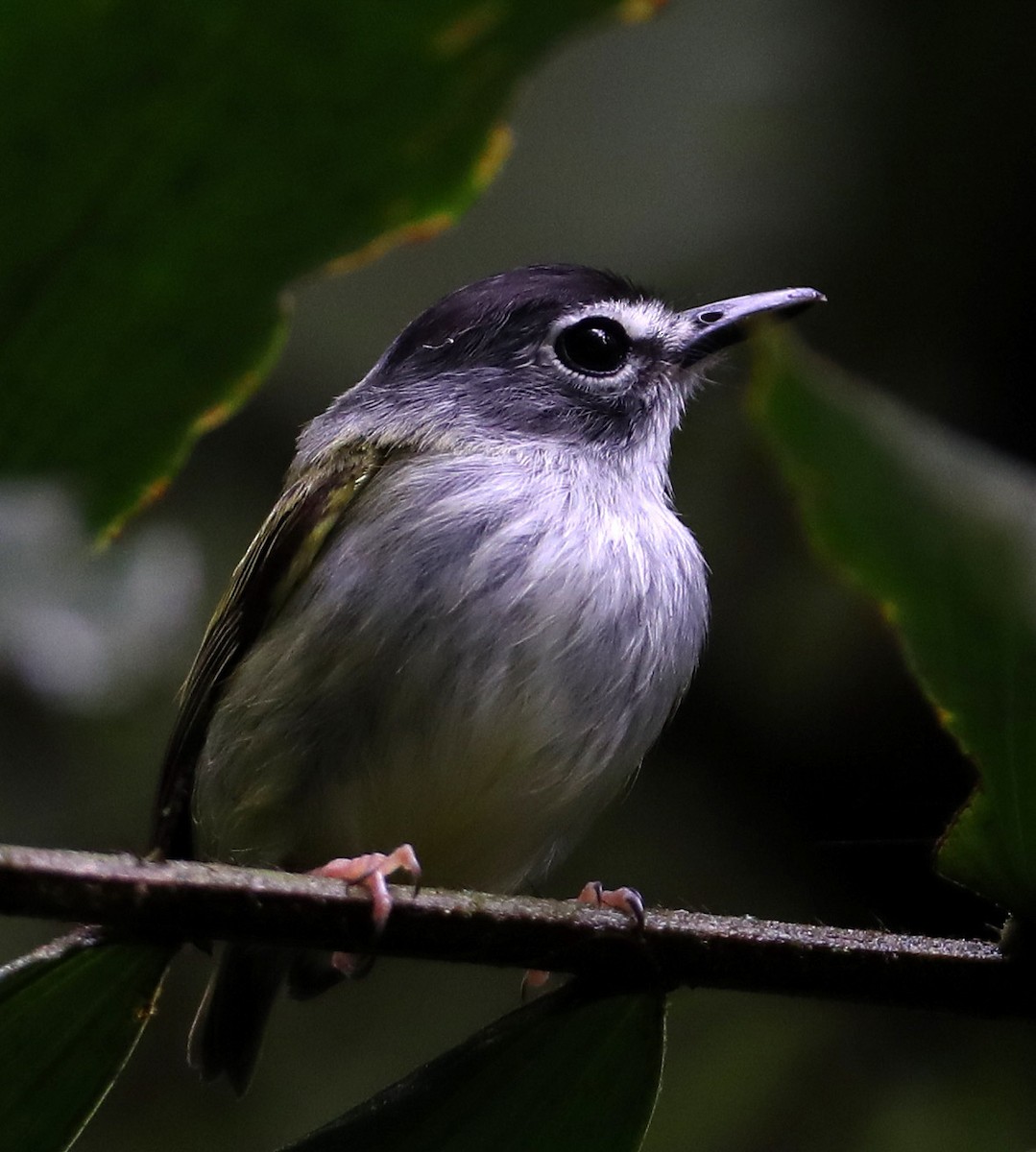 Black-capped Pygmy-Tyrant - Hal and Kirsten Snyder