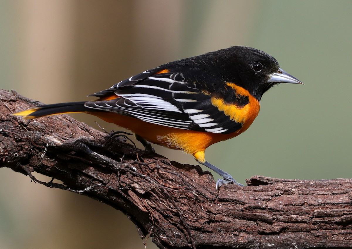 Baltimore Oriole - Hal and Kirsten Snyder