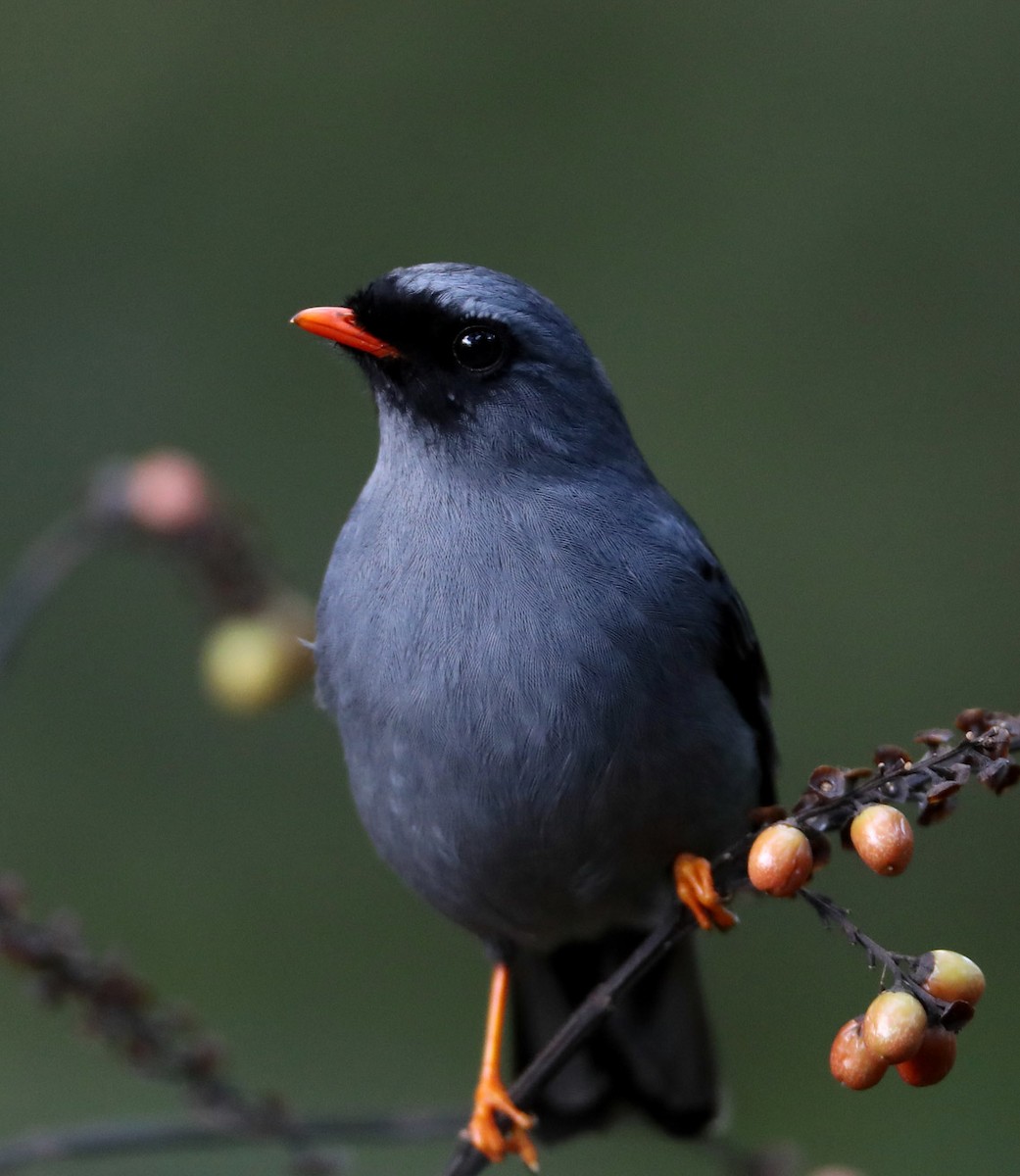 Black-faced Solitaire - ML204443661