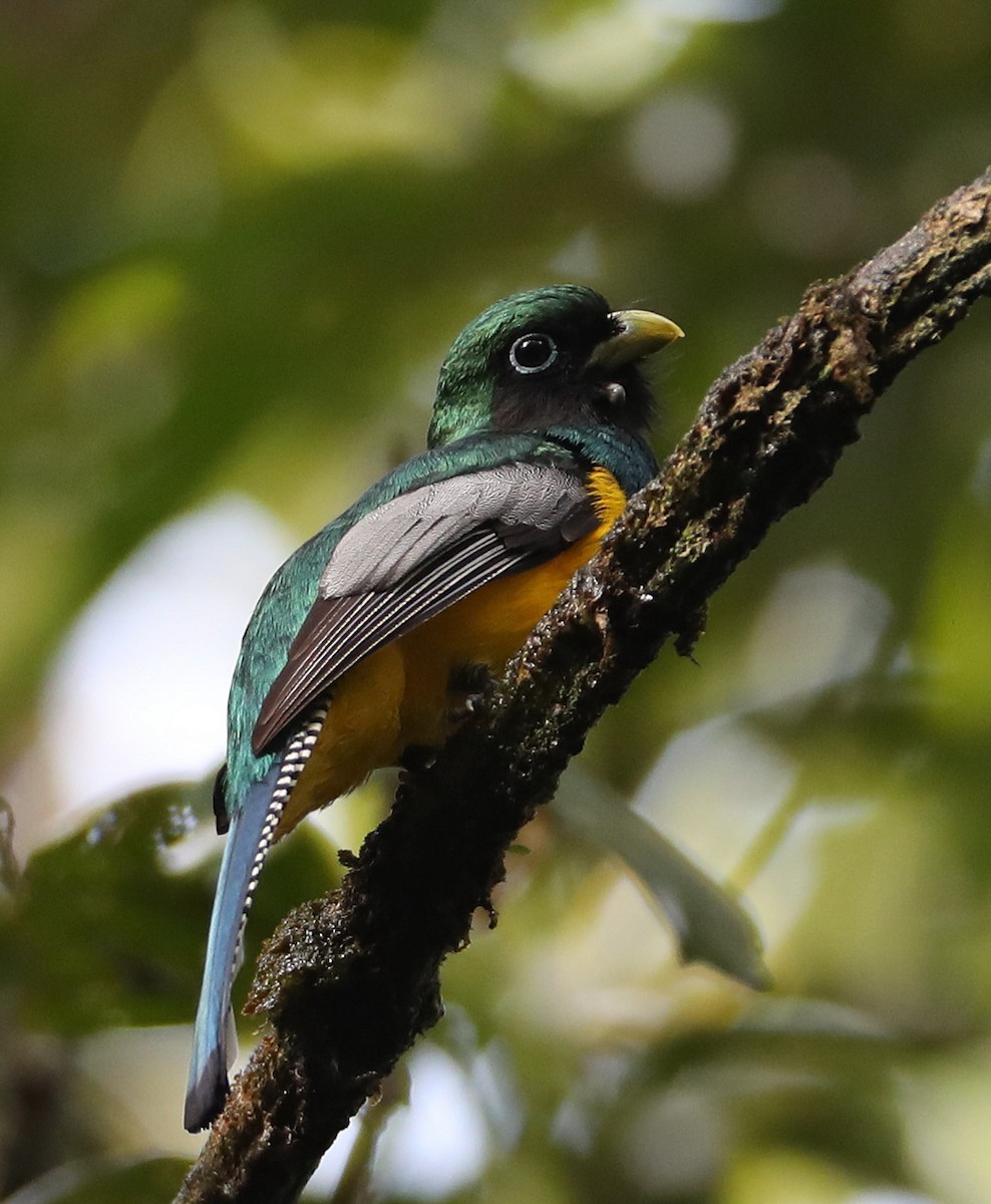 Northern Black-throated Trogon - Hal and Kirsten Snyder