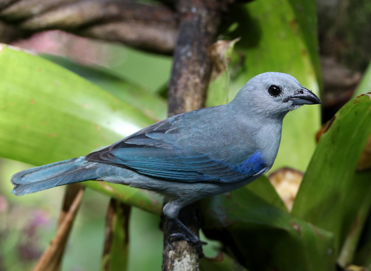 Blue-gray Tanager (Blue-gray) - Hal and Kirsten Snyder