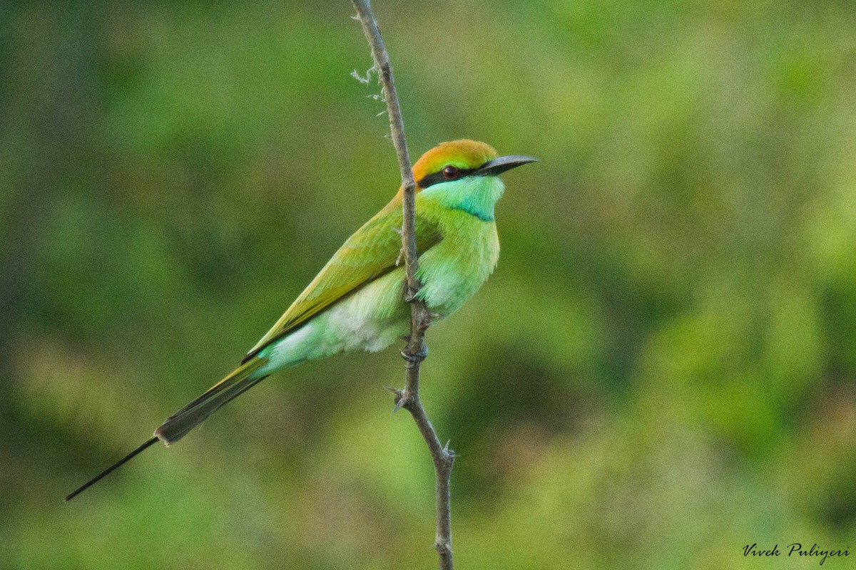 Asian Green Bee-eater - Anonymous