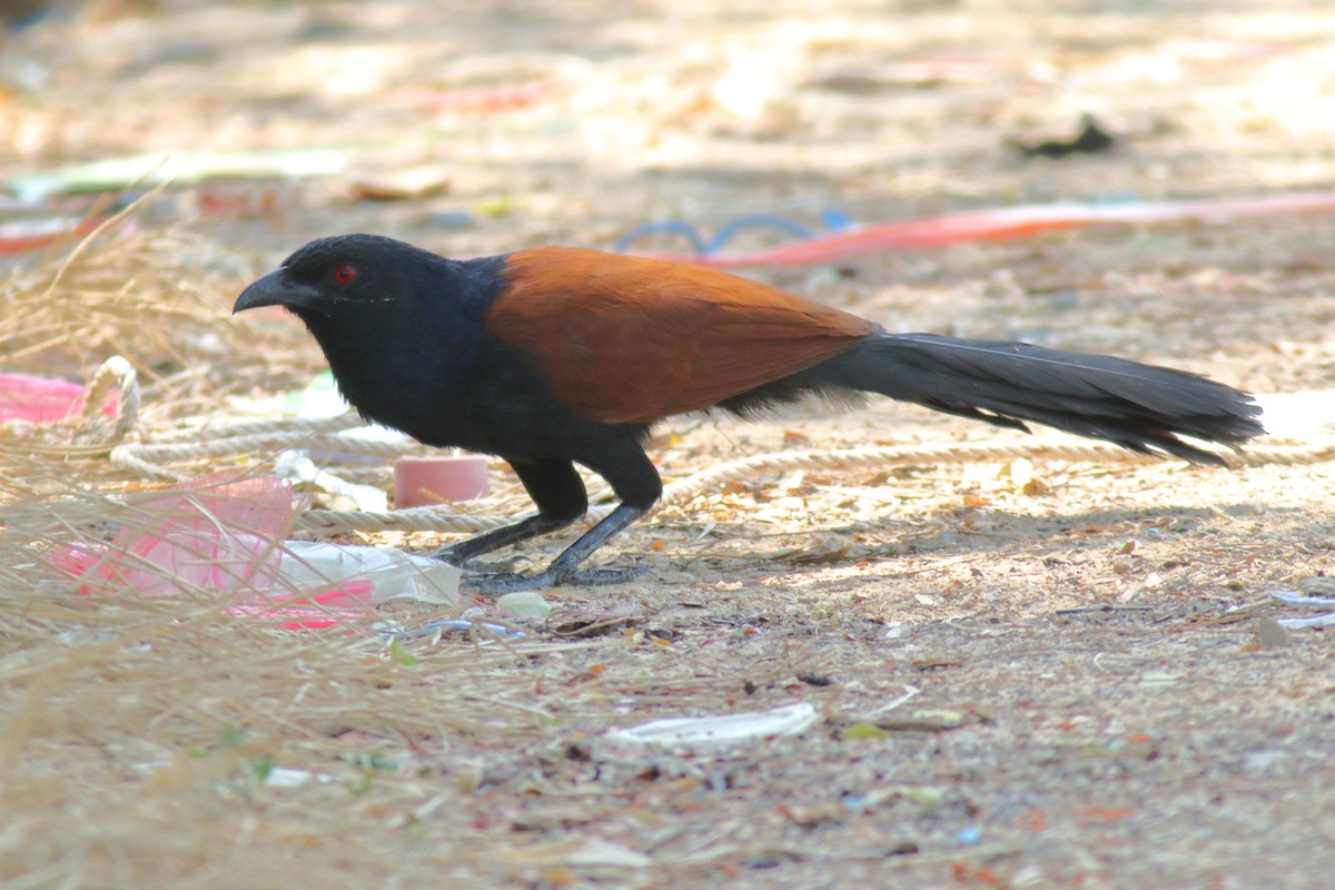 Greater Coucal (Greater) - ML204443931