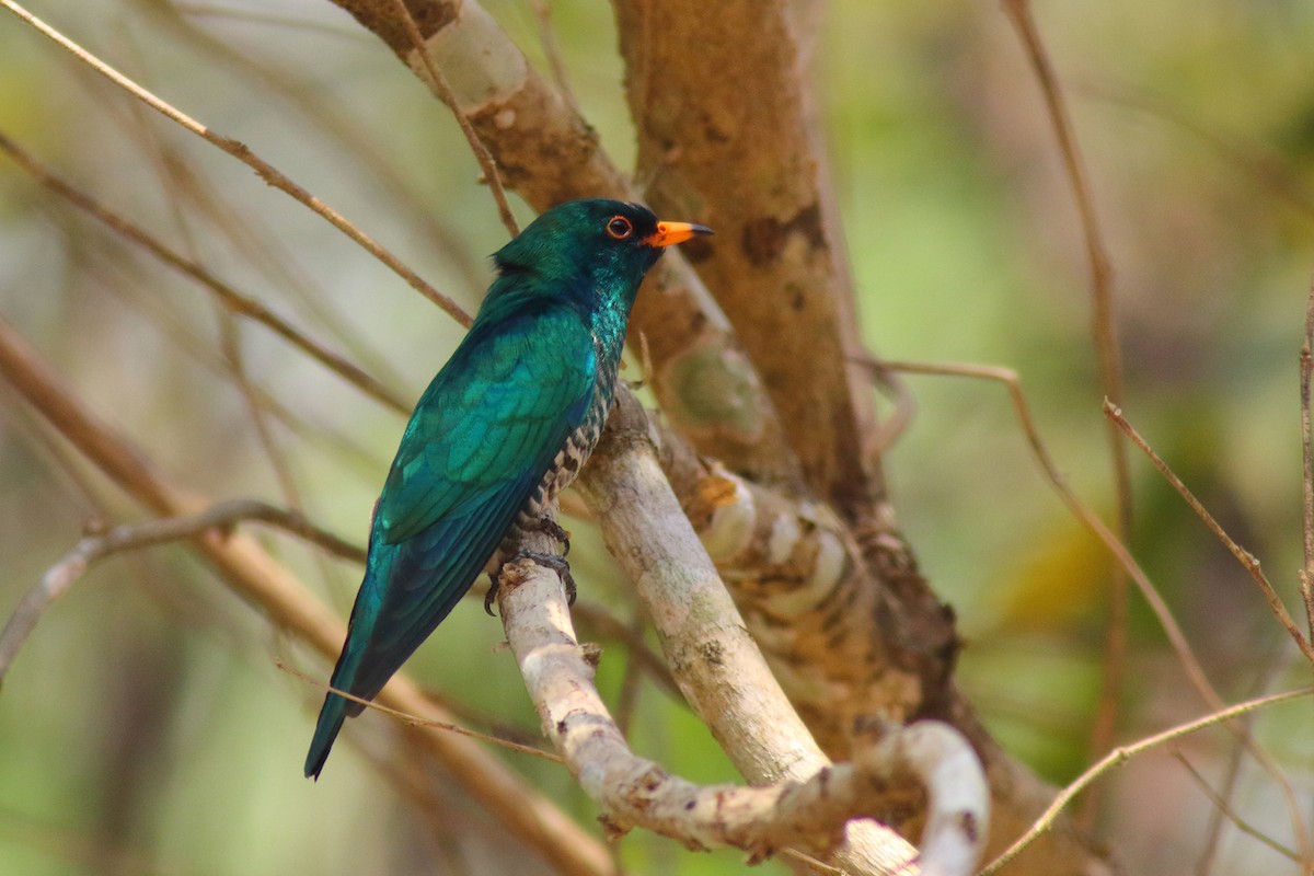 Asian Emerald Cuckoo - ML204443941