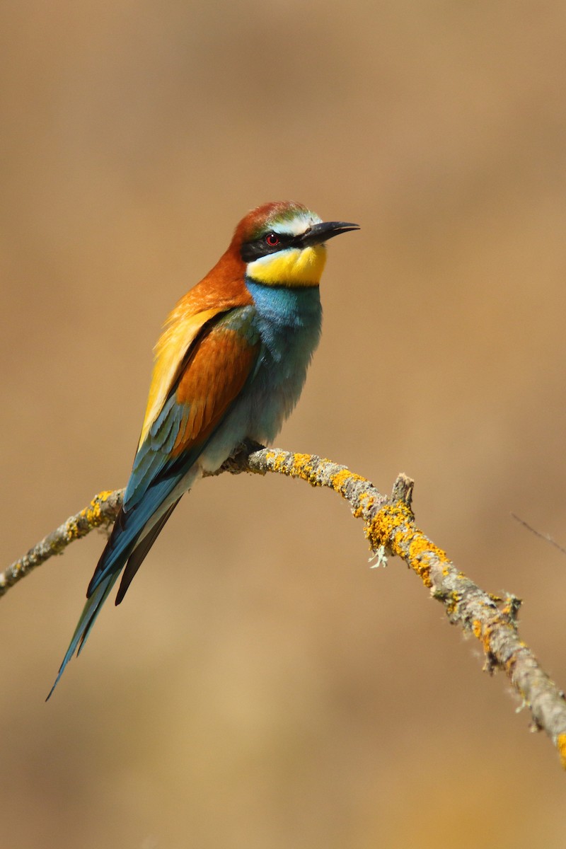 European Bee-eater - Rafael Merchante