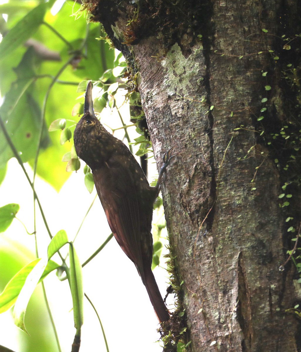 Spotted Woodcreeper (Spotted) - Hal and Kirsten Snyder