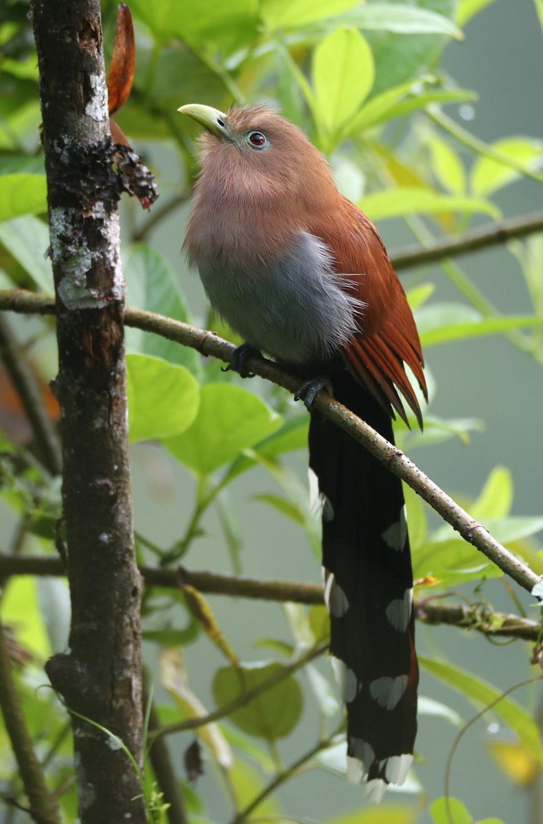Squirrel Cuckoo (Middle America) - Hal and Kirsten Snyder
