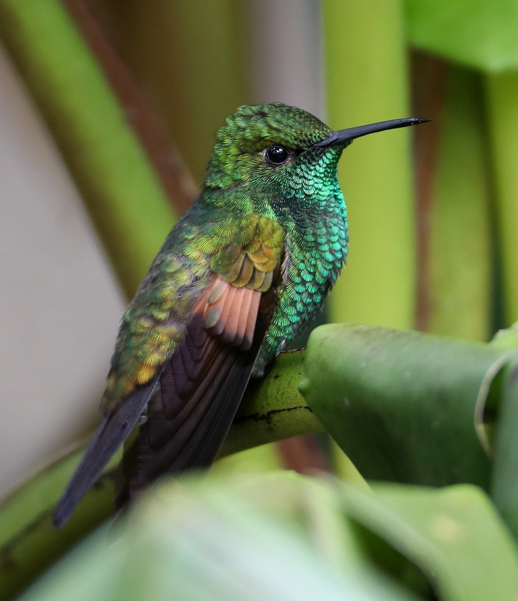 kolibřík páskoocasý - ML204445211