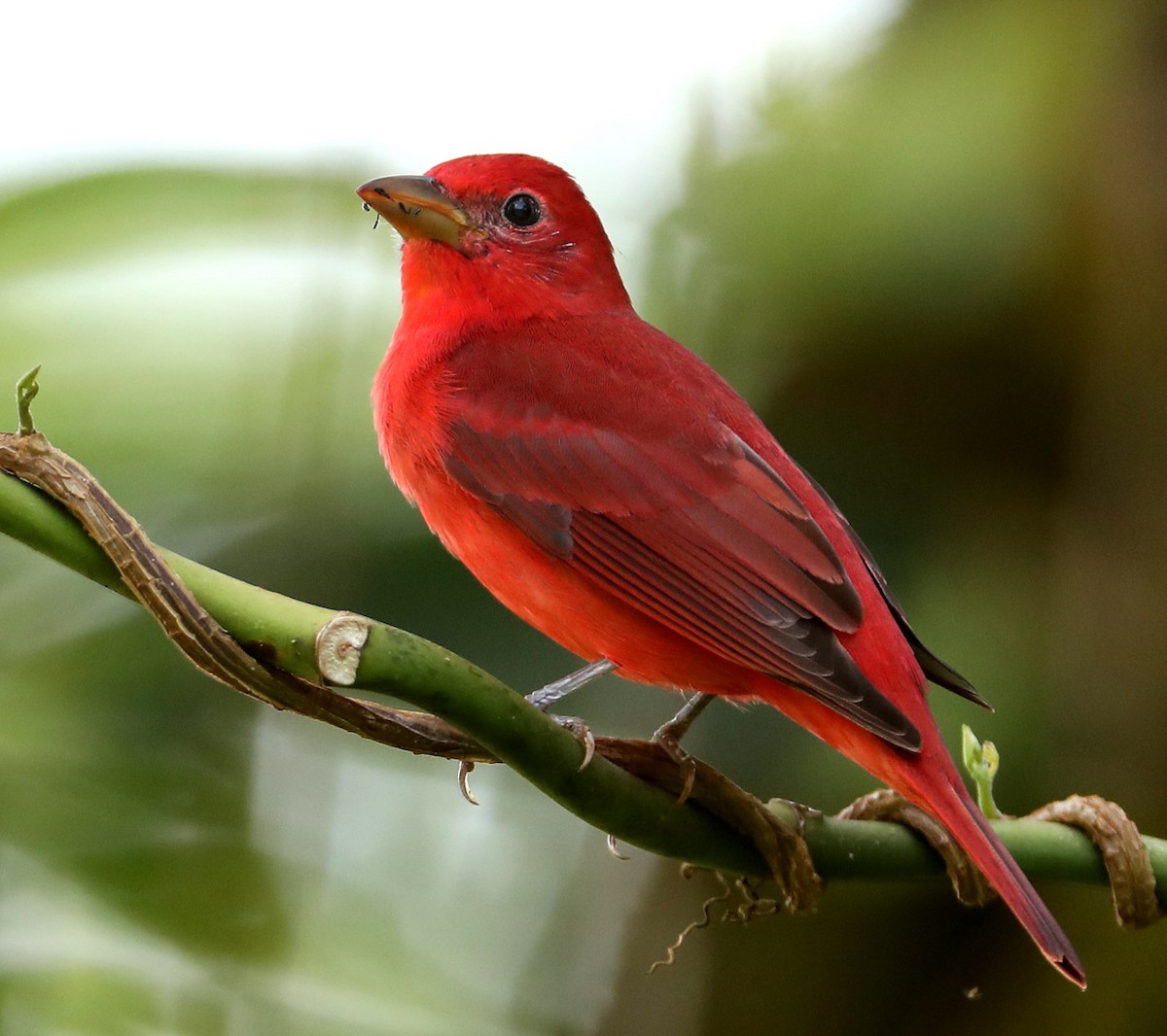 Summer Tanager - Hal and Kirsten Snyder