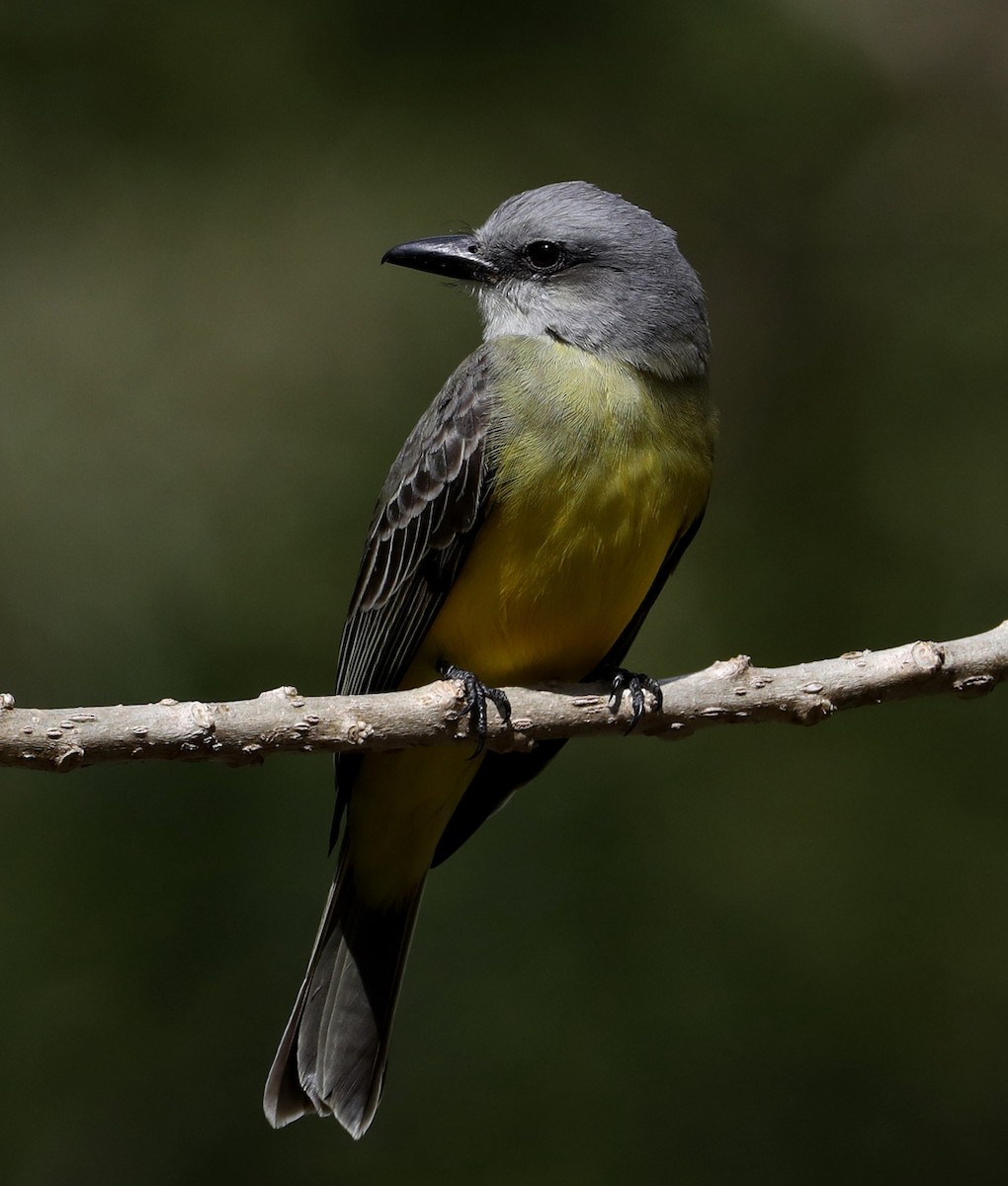 Tropical Kingbird - Hal and Kirsten Snyder