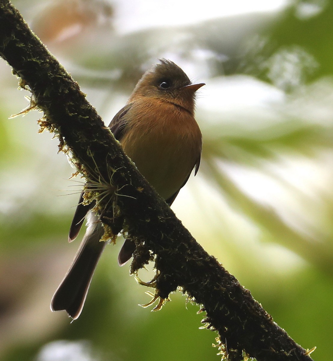 Tufted Flycatcher (Costa Rican) - Hal and Kirsten Snyder