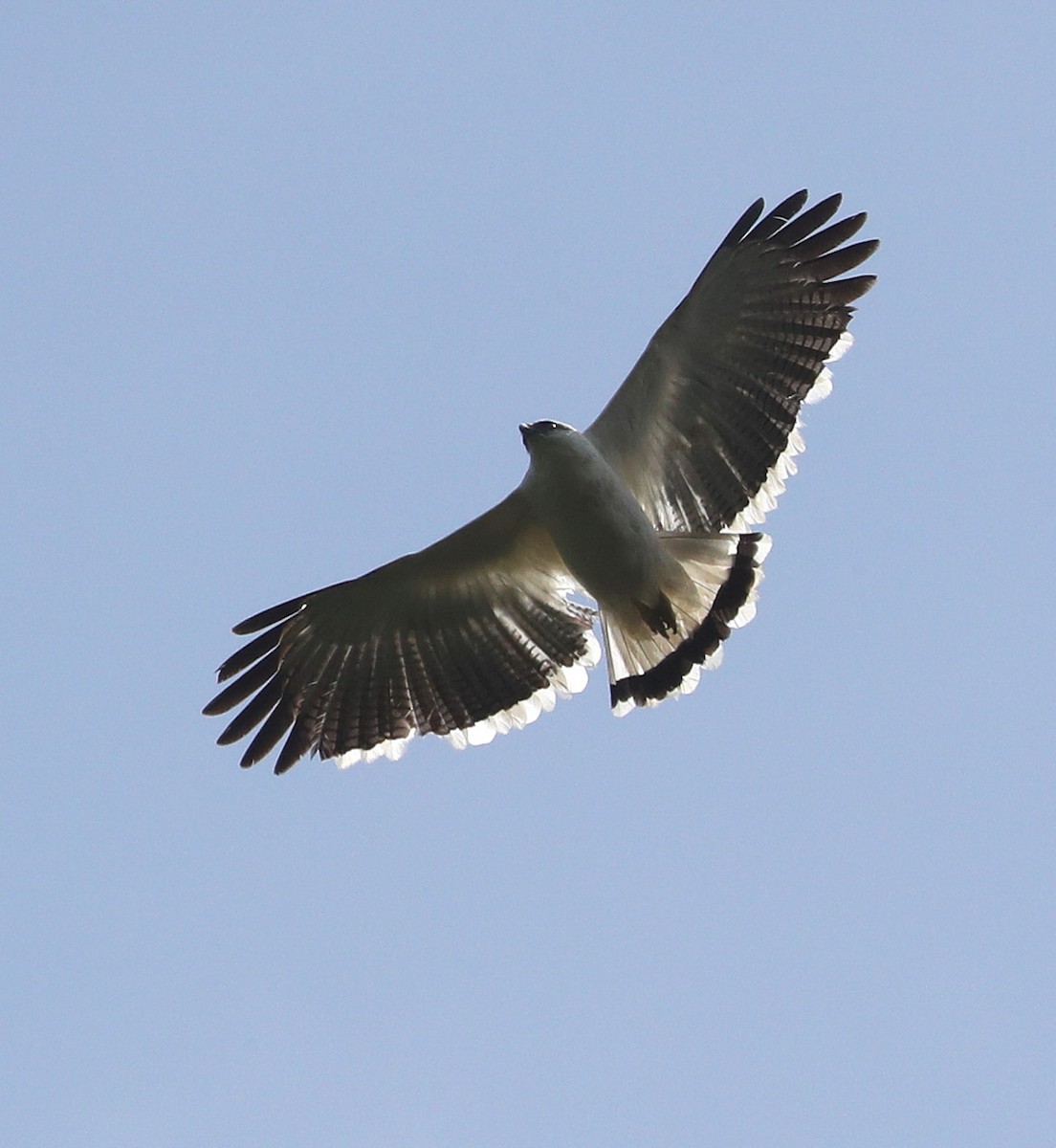 White Hawk (White-shouldered) - ML204445331