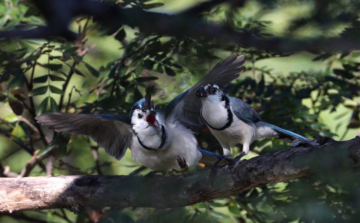 White-throated Magpie-Jay - Hal and Kirsten Snyder