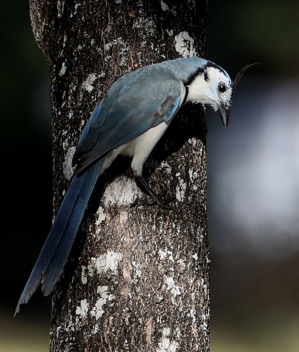 White-throated Magpie-Jay - ML204445381