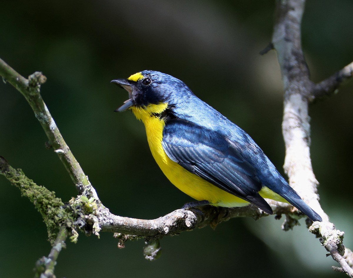 Yellow-throated Euphonia - Hal and Kirsten Snyder