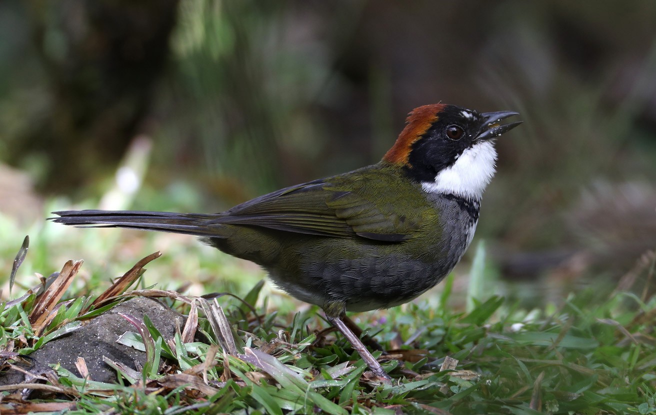 クリボウシヤブシトド Brunneinucha グループ Ebird