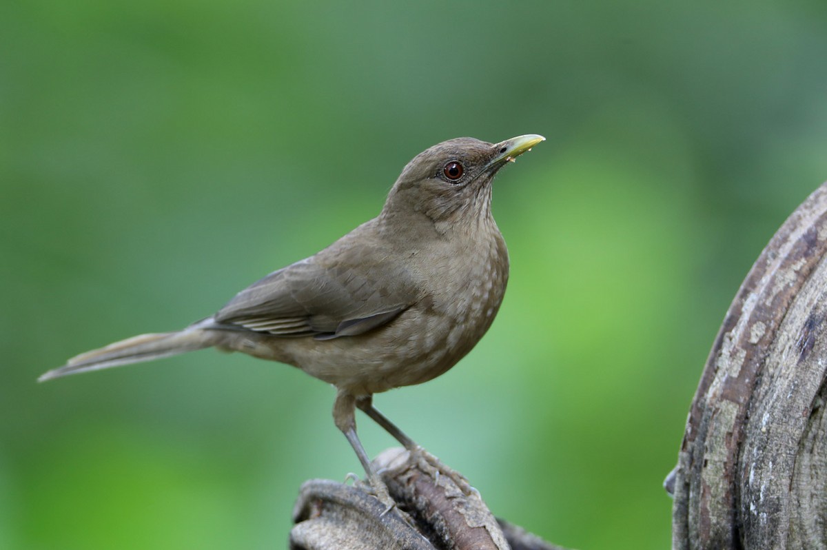 Clay-colored Thrush - Hal and Kirsten Snyder