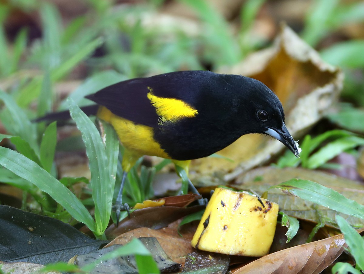 Black-cowled Oriole - Hal and Kirsten Snyder