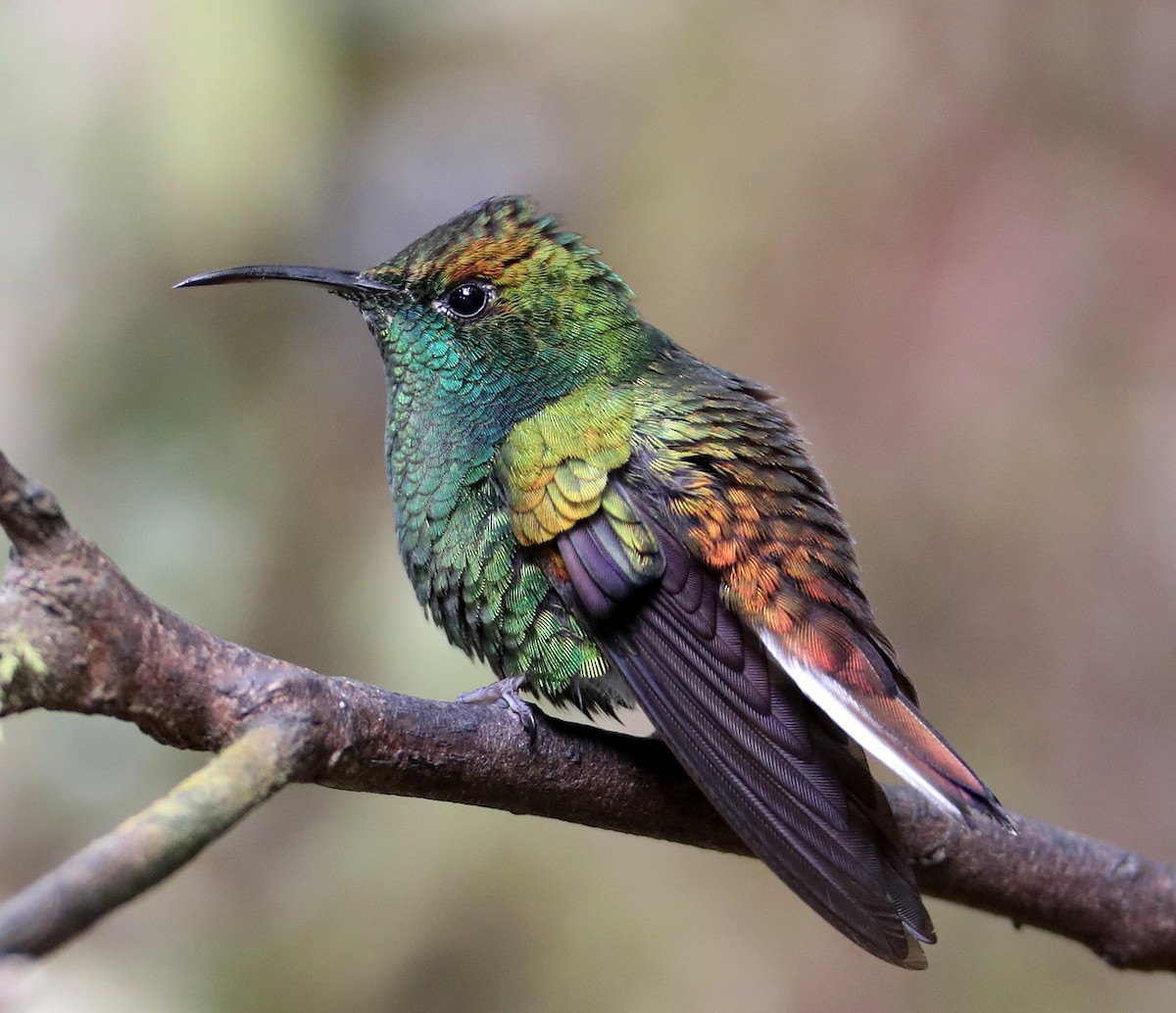 Coppery-headed Emerald - Hal and Kirsten Snyder