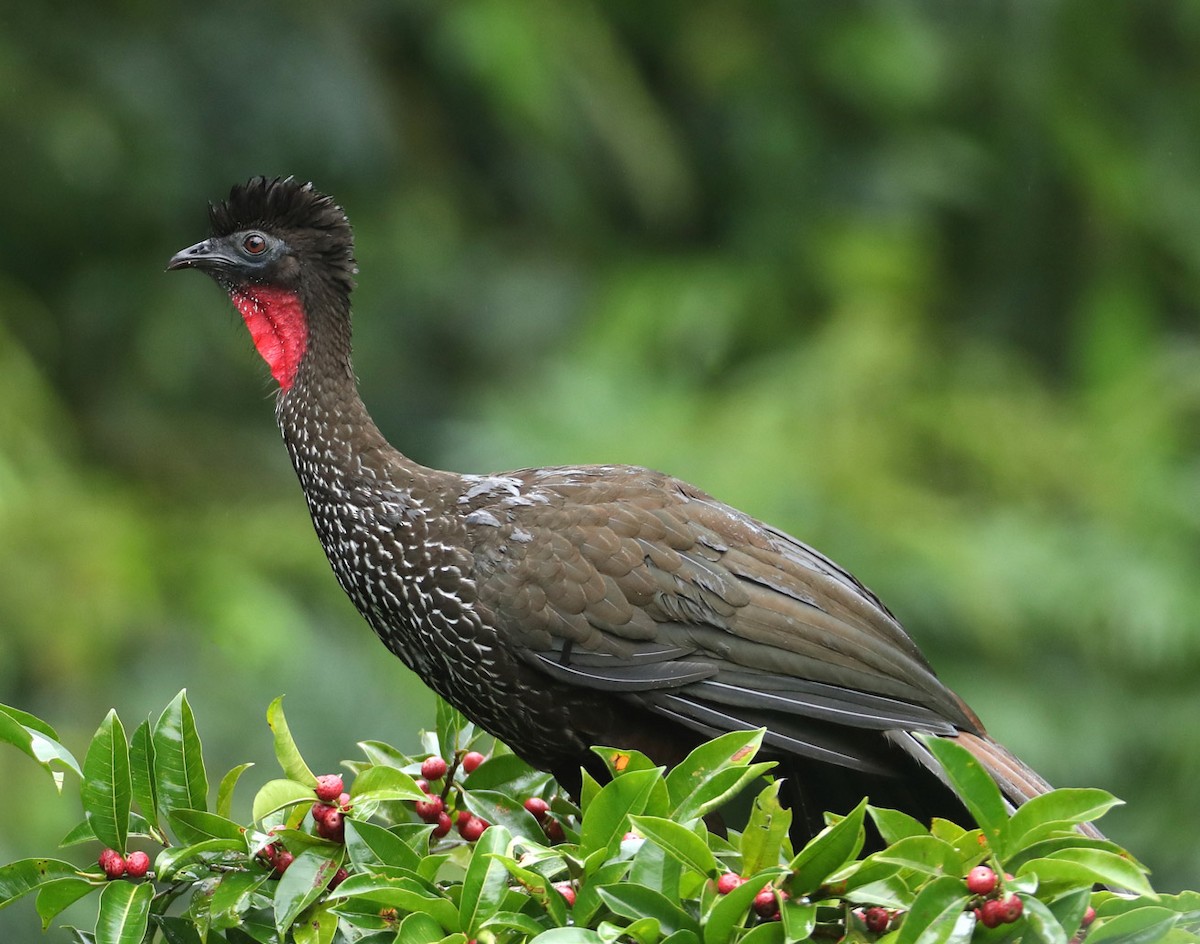 Crested Guan - Hal and Kirsten Snyder