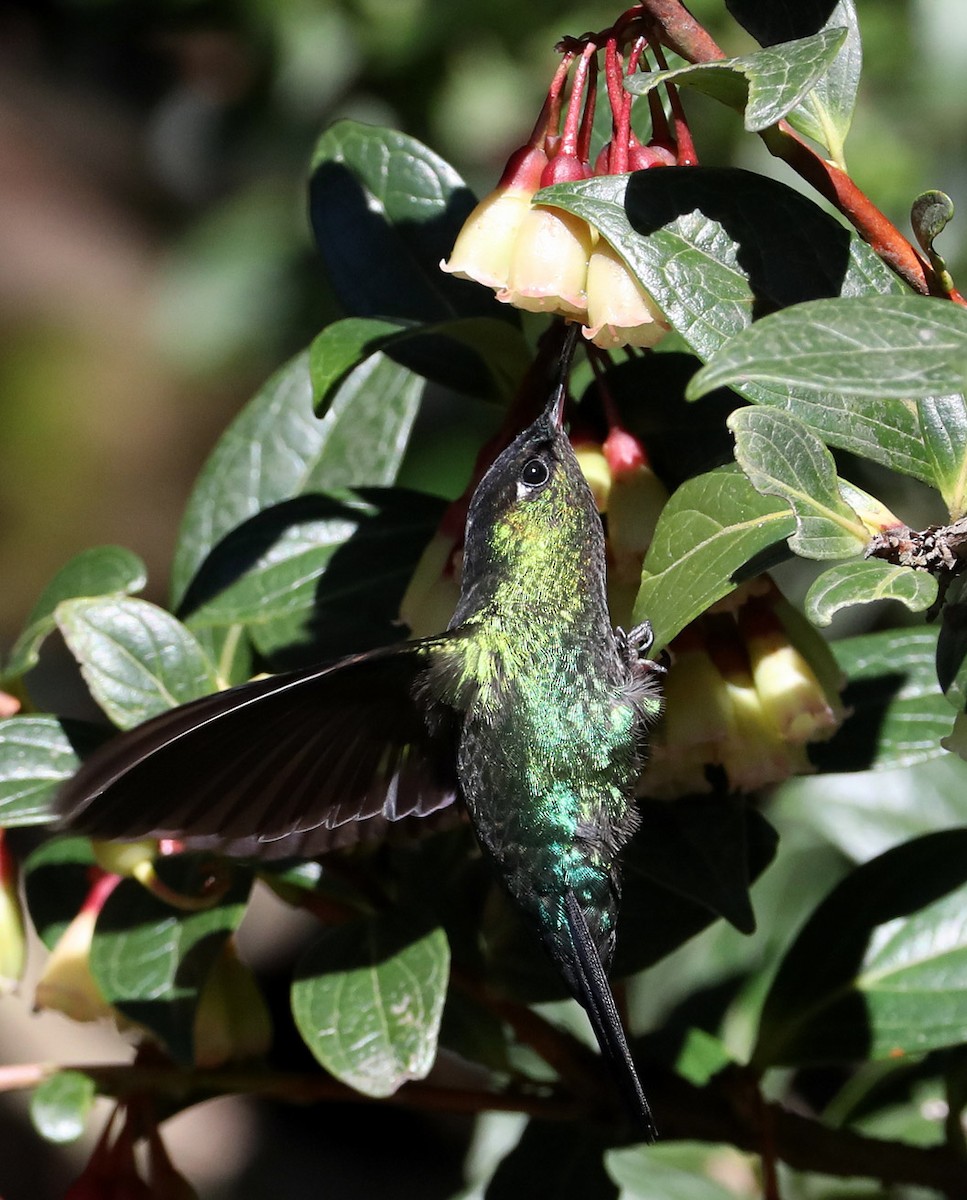 Fiery-throated Hummingbird - Hal and Kirsten Snyder