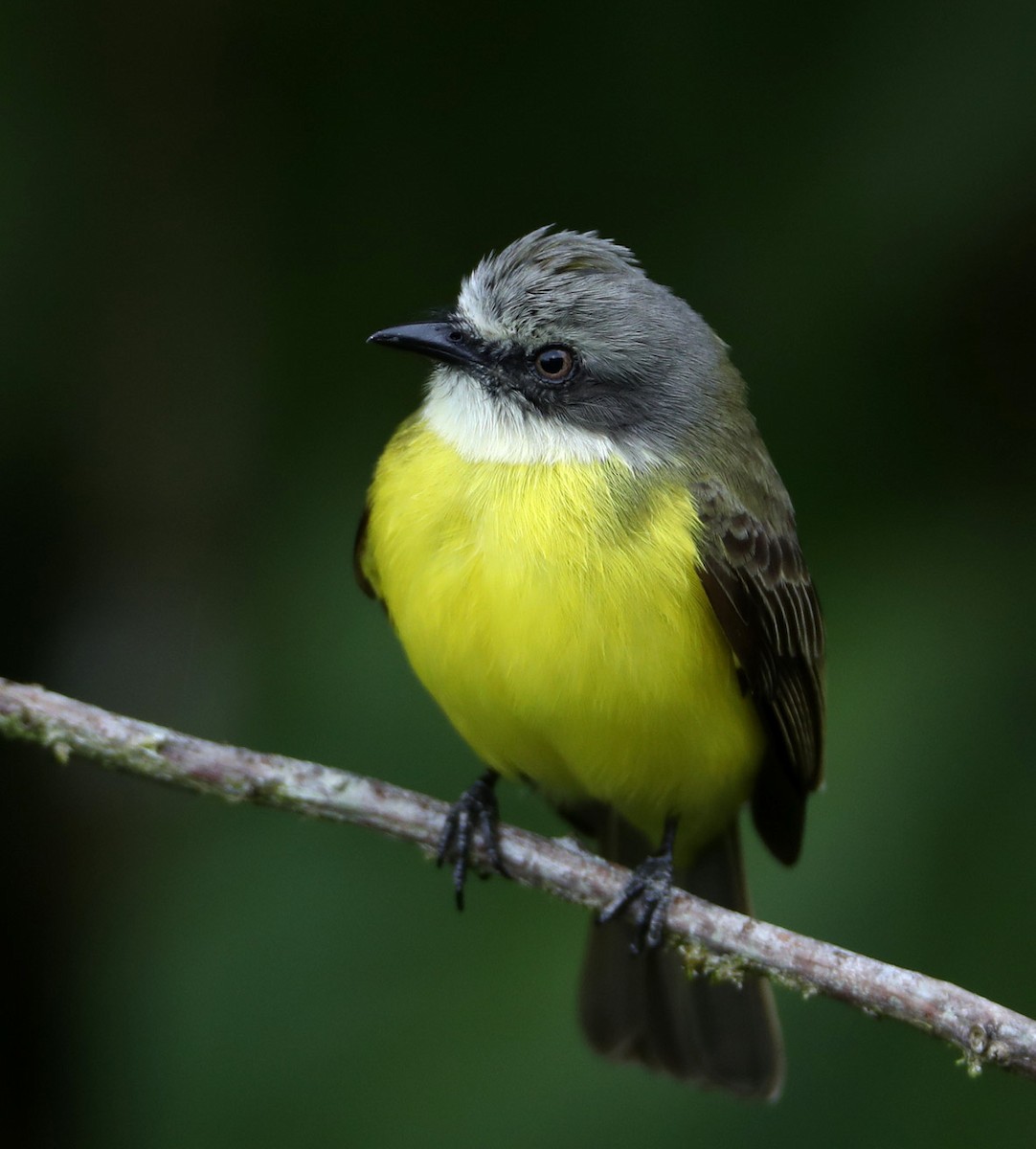 Gray-capped Flycatcher - Hal and Kirsten Snyder