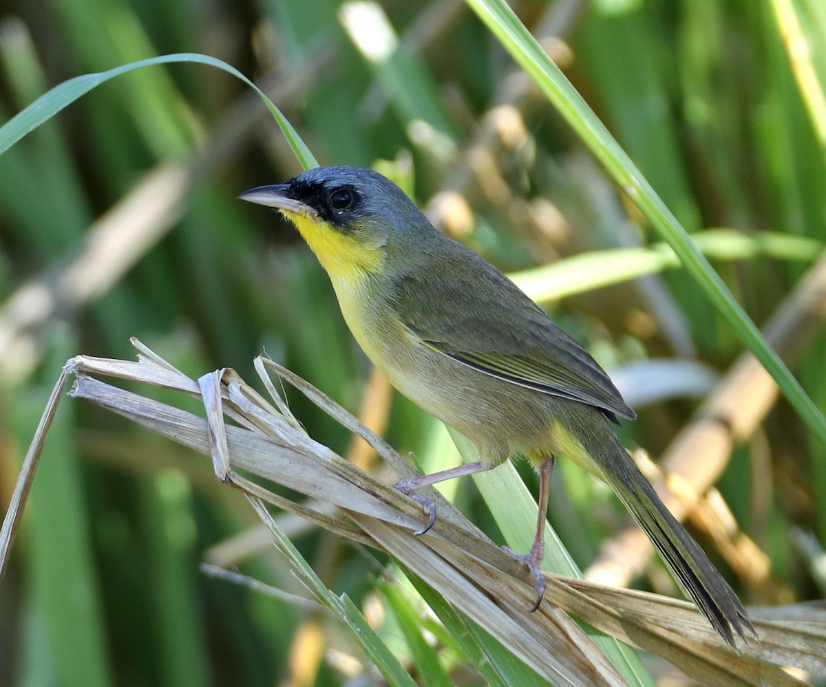 Gray-crowned Yellowthroat - Hal and Kirsten Snyder