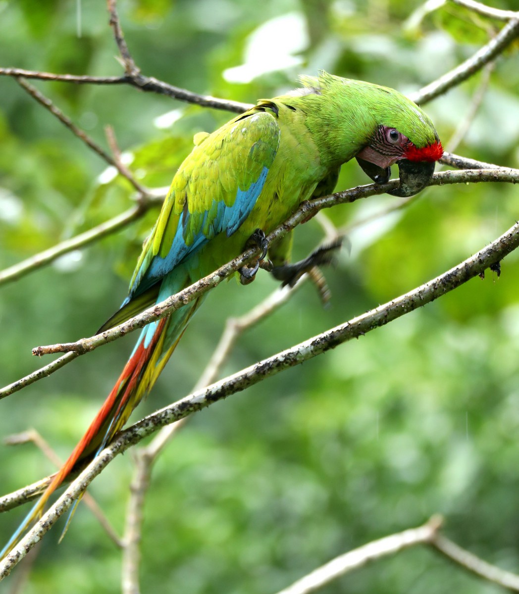 Great Green Macaw - Hal and Kirsten Snyder