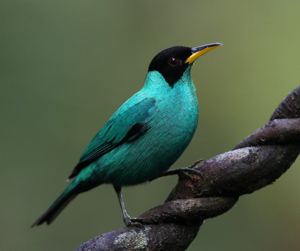 Green Honeycreeper - Hal and Kirsten Snyder