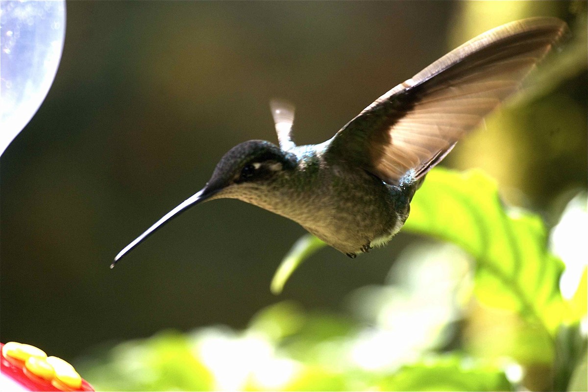 Talamanca Hummingbird - Ken Havard