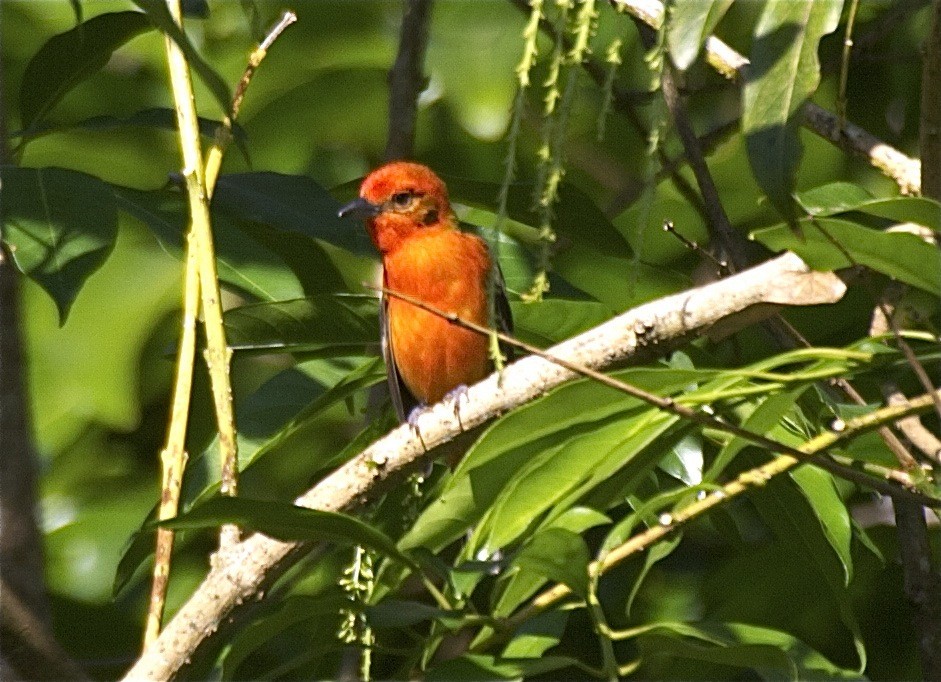 Flame-colored Tanager - Ken Havard