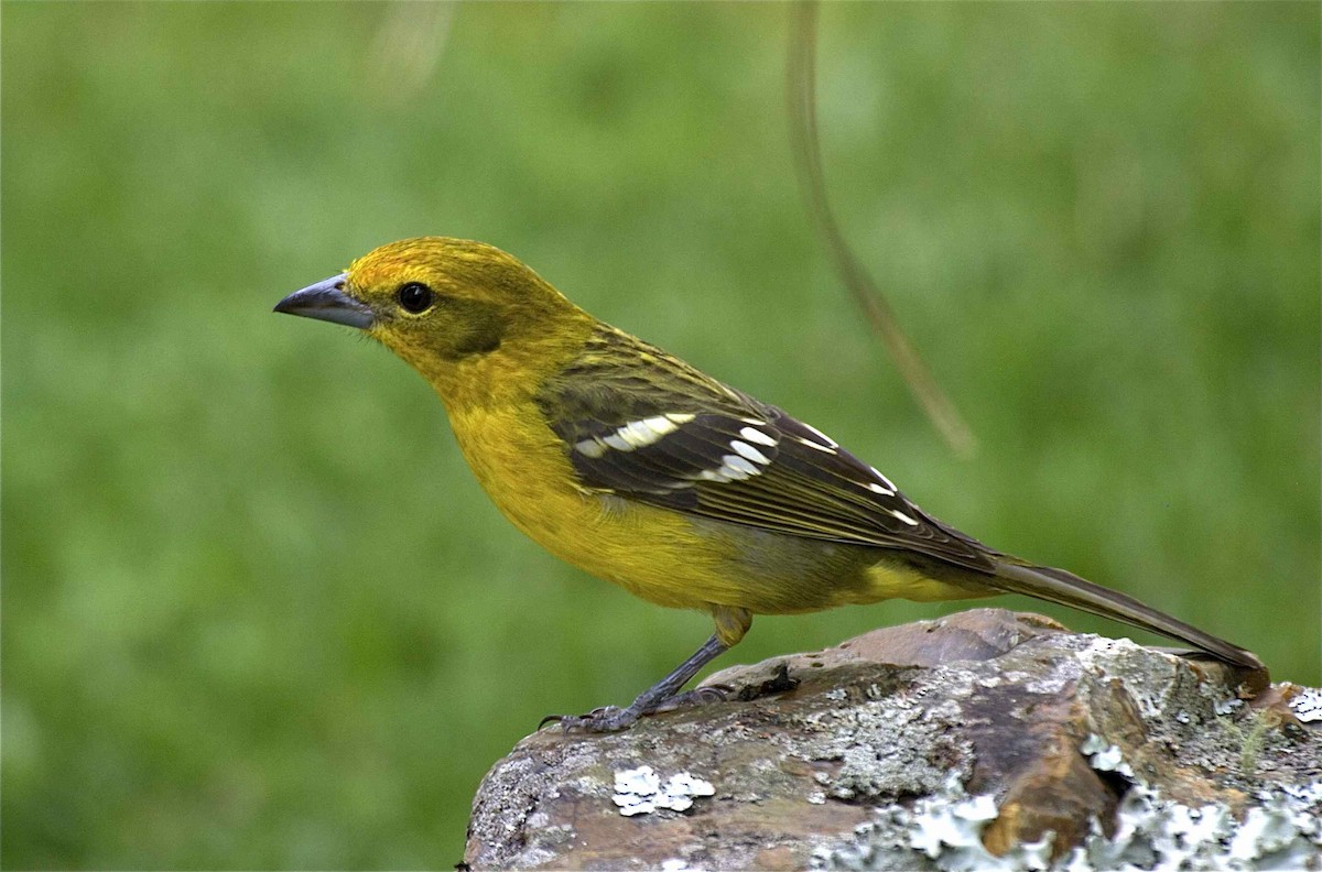 Flame-colored Tanager - Ken Havard