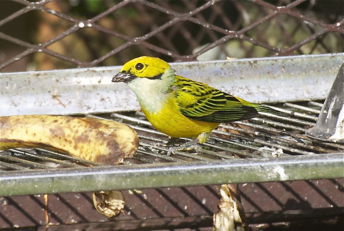 Silver-throated Tanager - Ken Havard